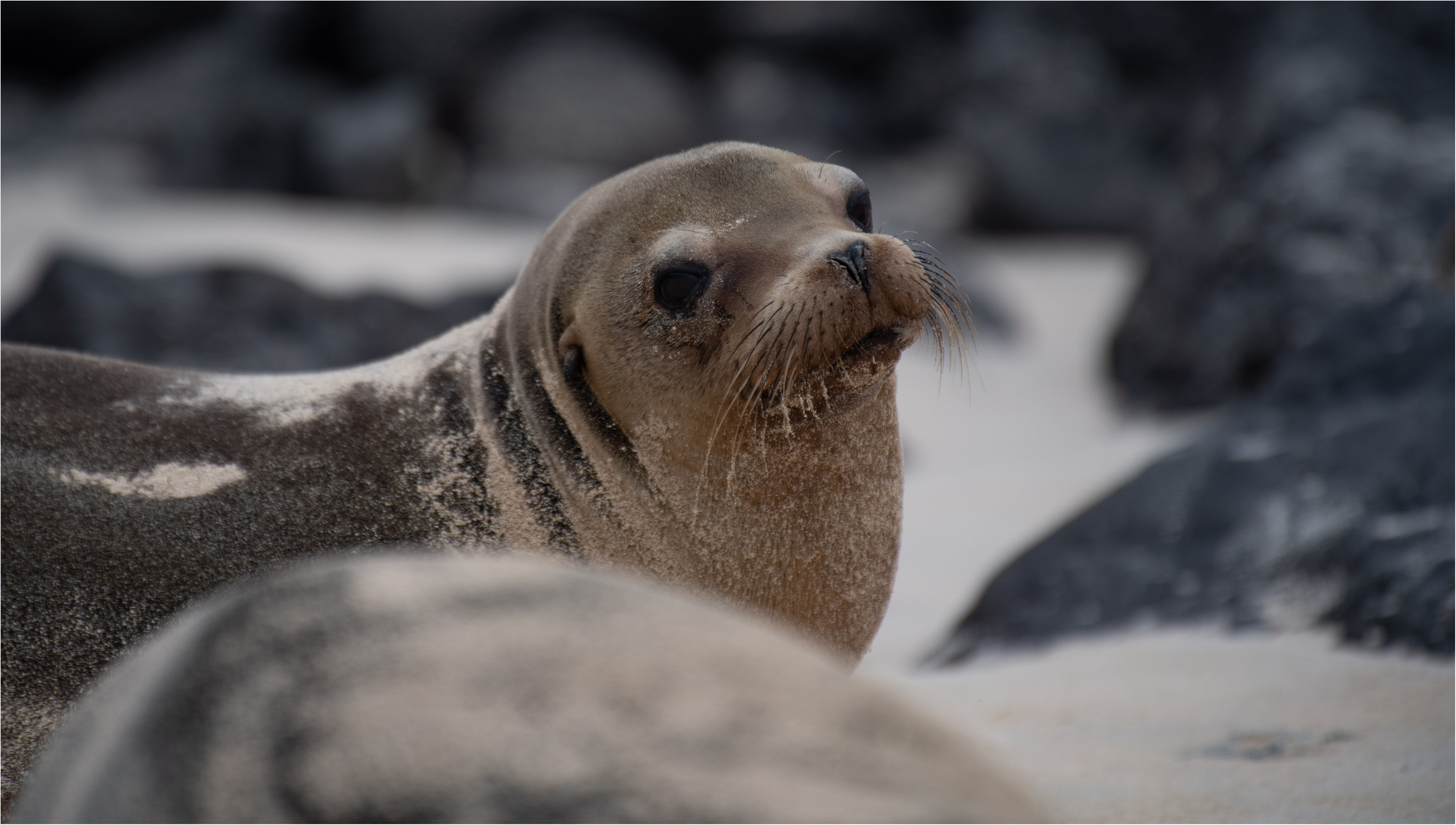 20190708 Galapagos 2019201920199946-Bearbeitet