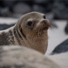 20190708 Galapagos 2019201920199946-Bearbeitet