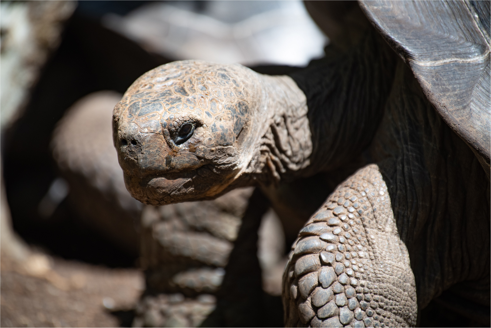 20190710 Galapagos 2019201920192550-Bearbeitet