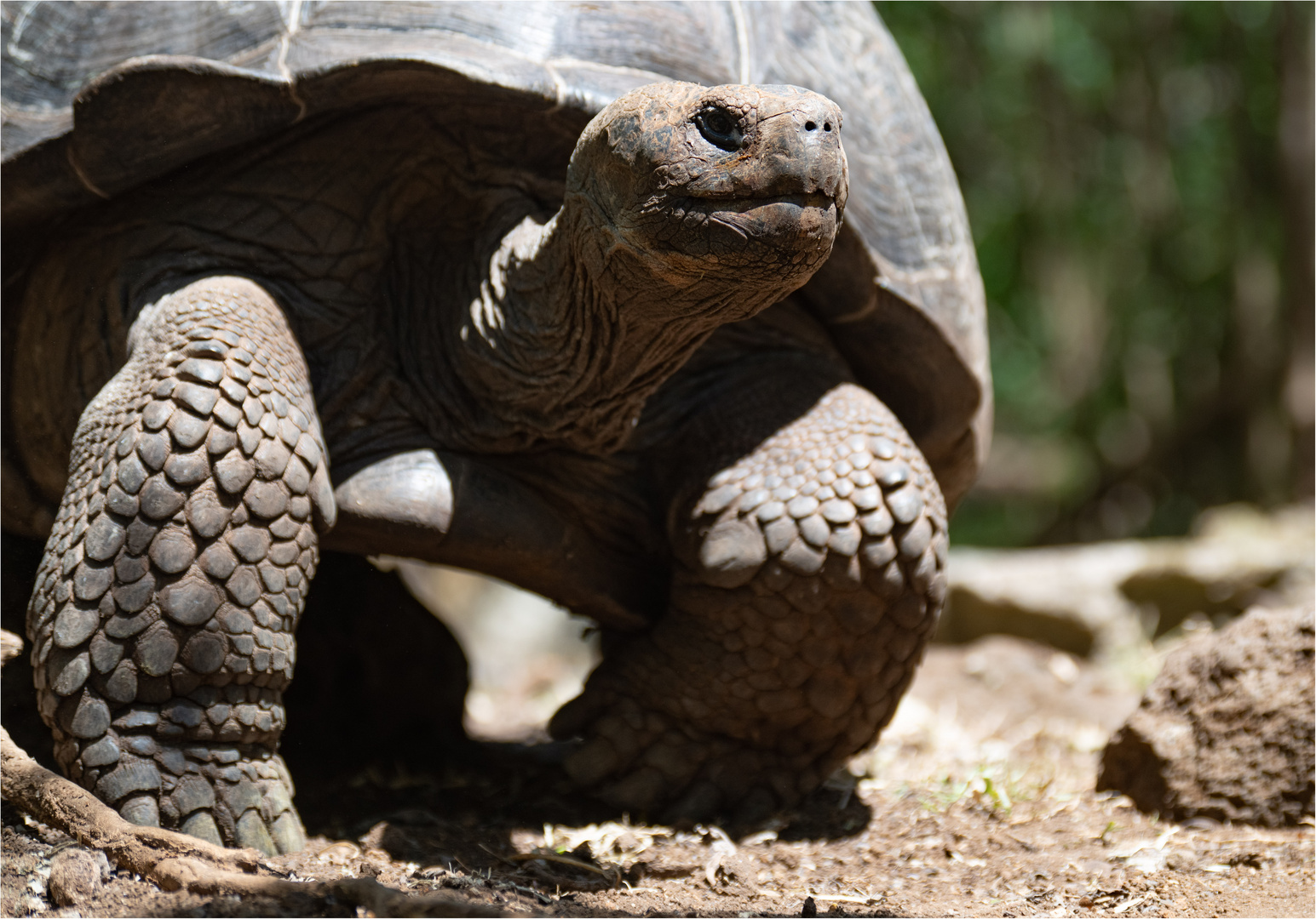 20190710 Galapagos 2019201920192557-Bearbeitet