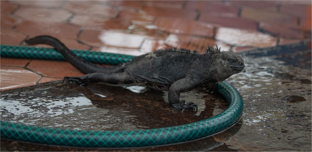 20190711 Galapagos 201920193499-Bearbeitet