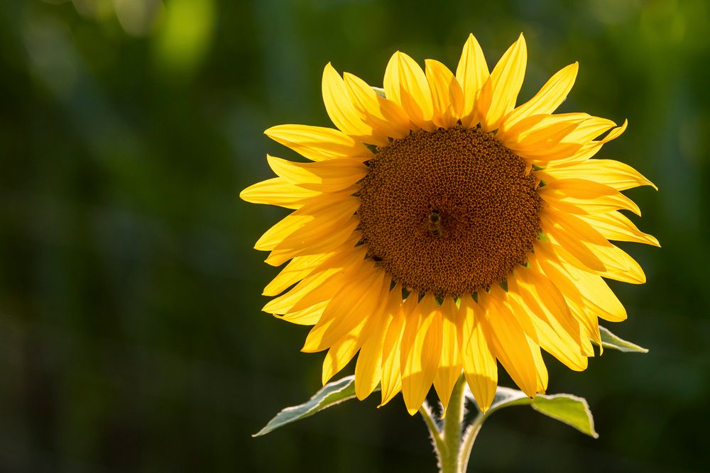 20190730 - Lenglingen-Sonnenblumenfeld - _U8A9292-Bearbeitet