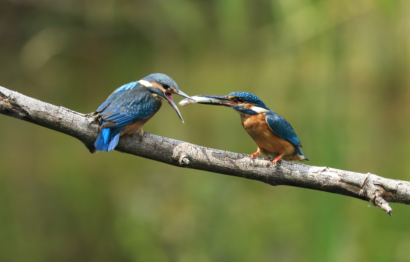 20190803_Eisvogel