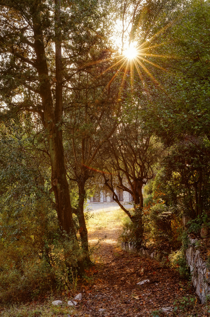 20190806_Nice_Colline_du_Chateau_Sunlight_Trees