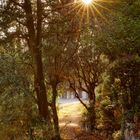 20190806_Nice_Colline_du_Chateau_Sunlight_Trees