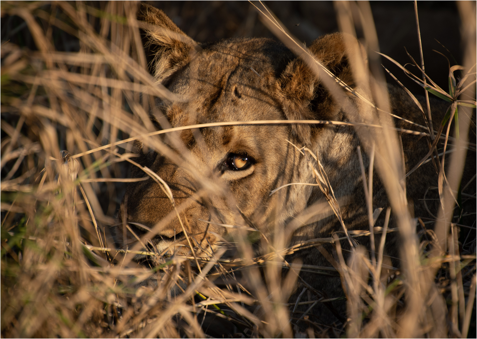 20190816 Zimanga8388-Bearbeitet