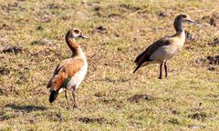 2019_09_Botswana