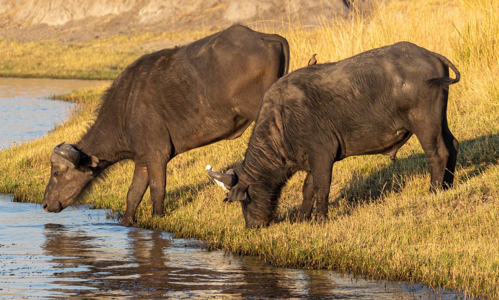 2019_09_Botswana