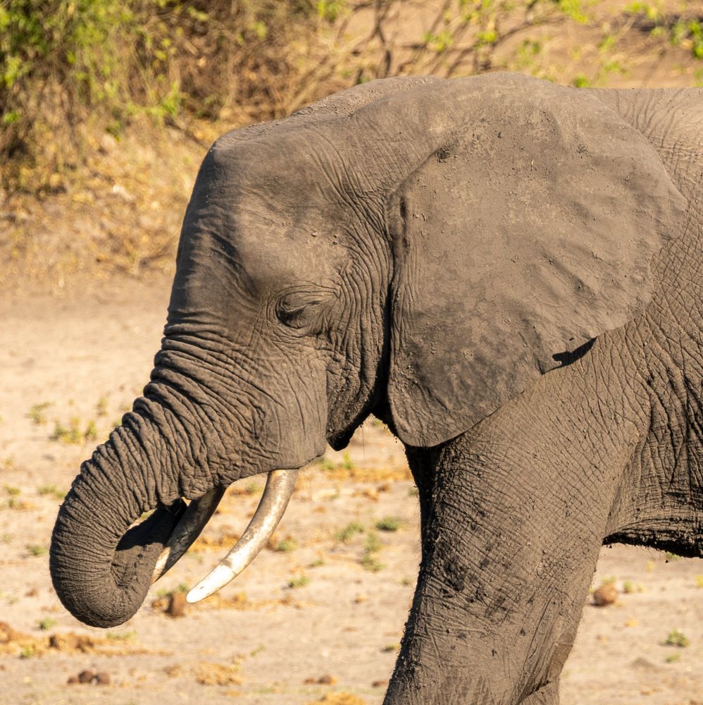 2019_09_Botswana