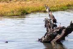 2019_09_Botswana