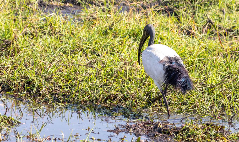 2019_09_Botswana