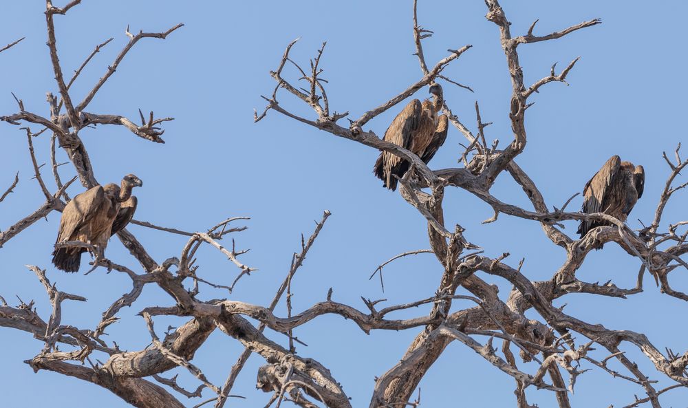 2019_09_Botswana