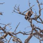 2019_09_Botswana