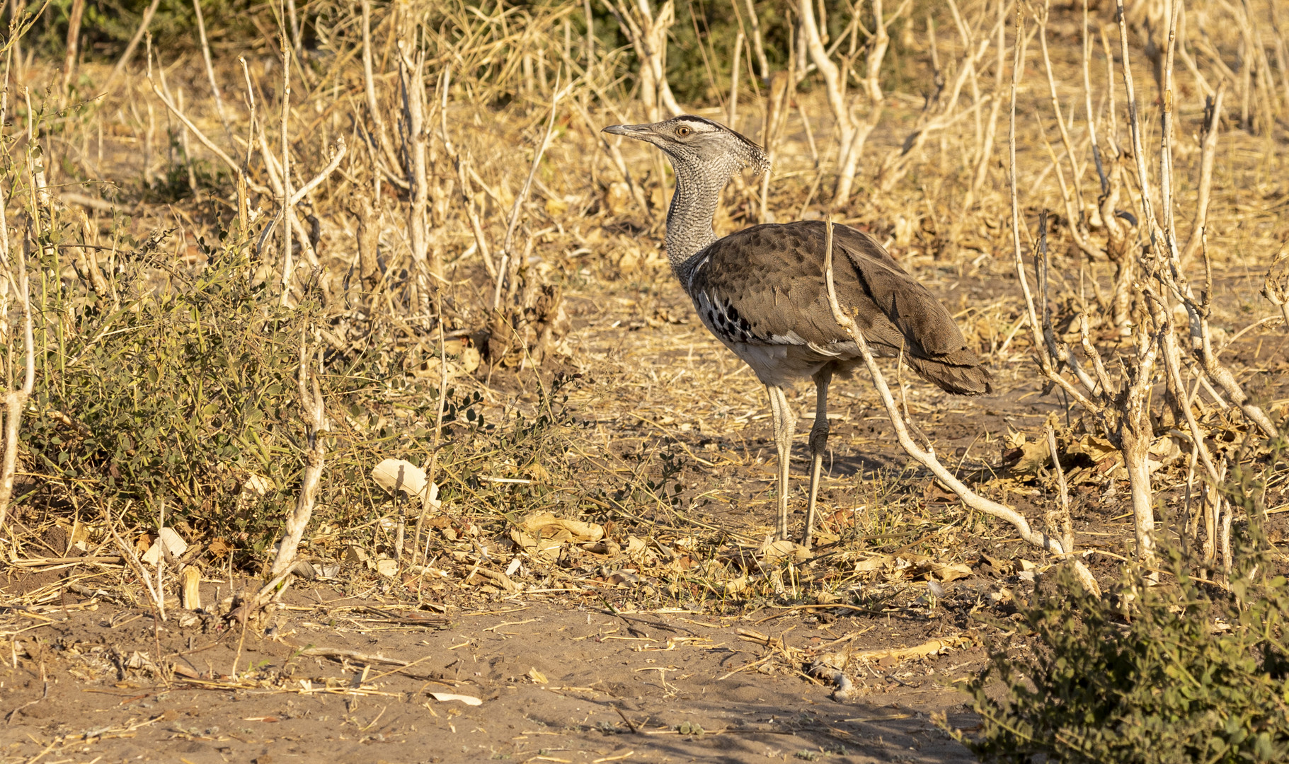 2019_09_Botswana