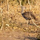 2019_09_Botswana