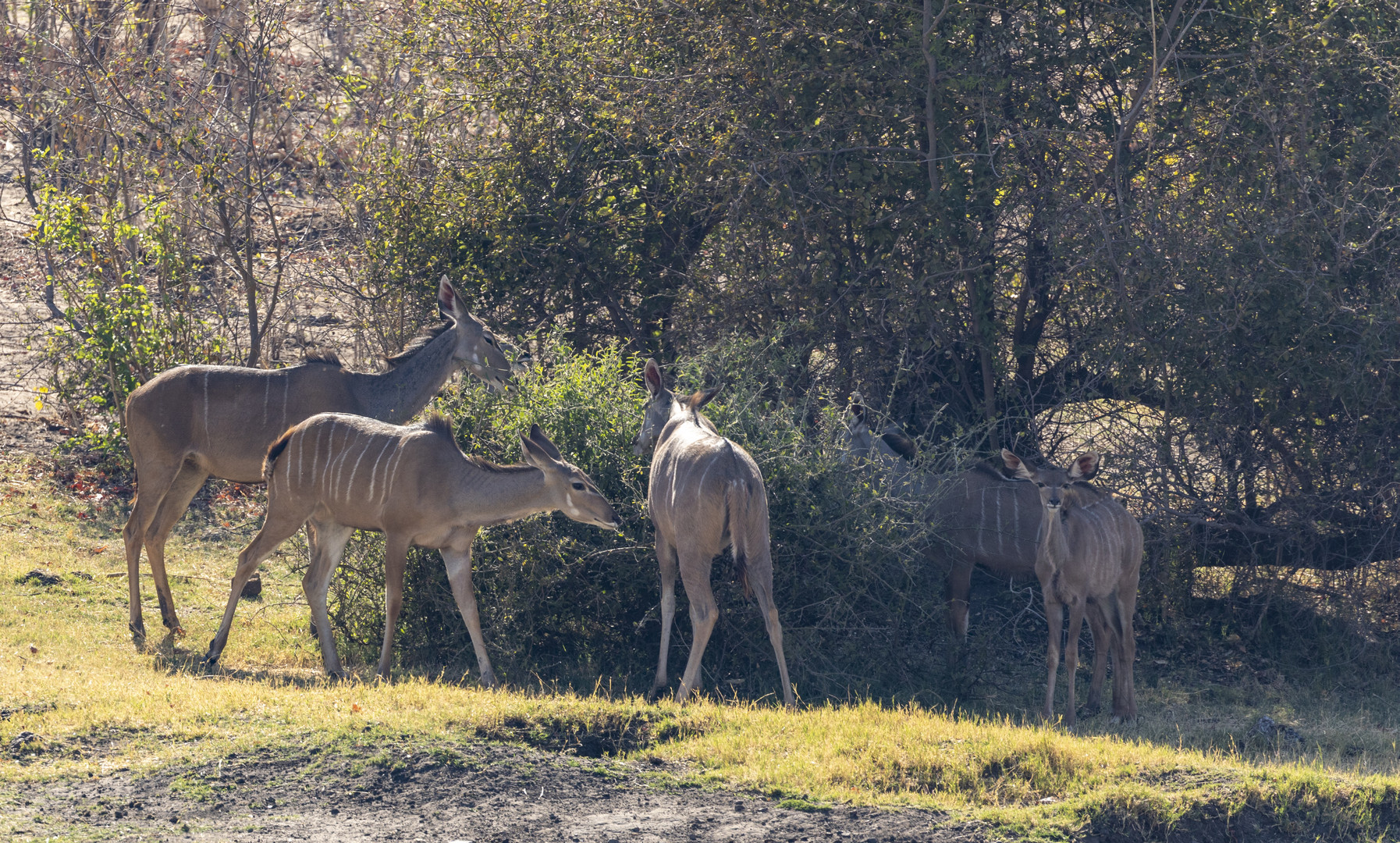 2019_09_Botswana