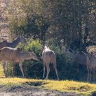 2019_09_Botswana