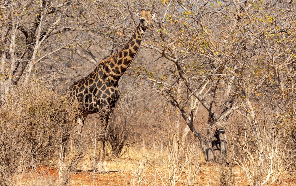 2019_09_Botswana