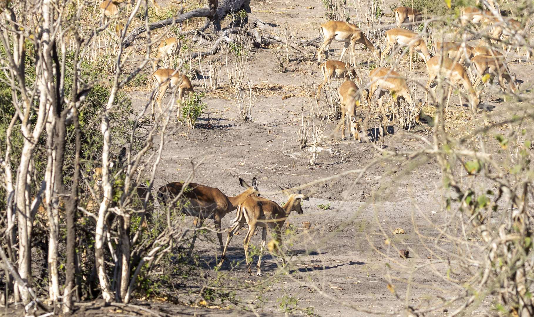 2019_09_Botswana