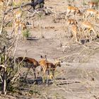 2019_09_Botswana