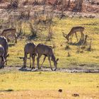 2019_09_Botswana