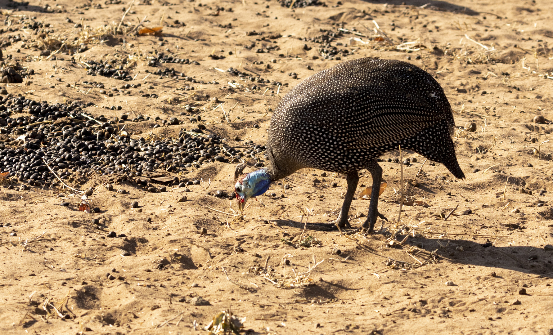 2019_09_Botswana