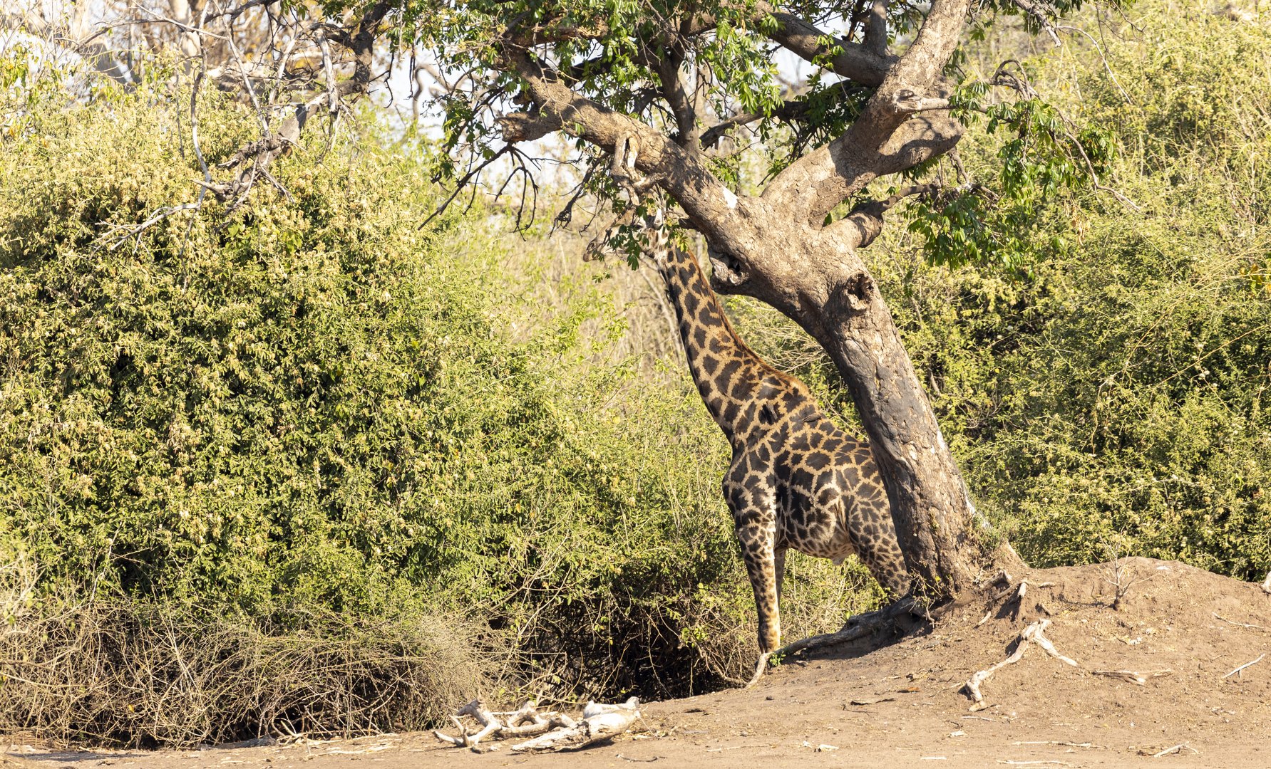 2019_09_Botswana