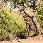 2019_09_Botswana