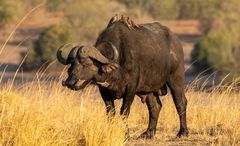 2019_09_Botswana