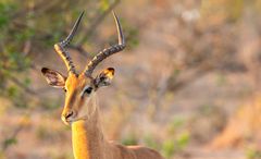 2019_09_Botswana