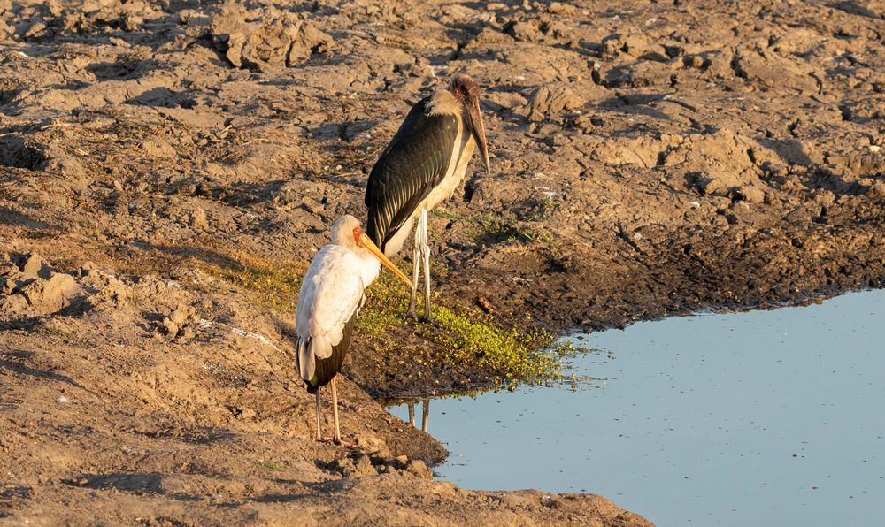 2019_09_Botswana