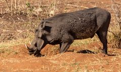 2019_09_Botswana