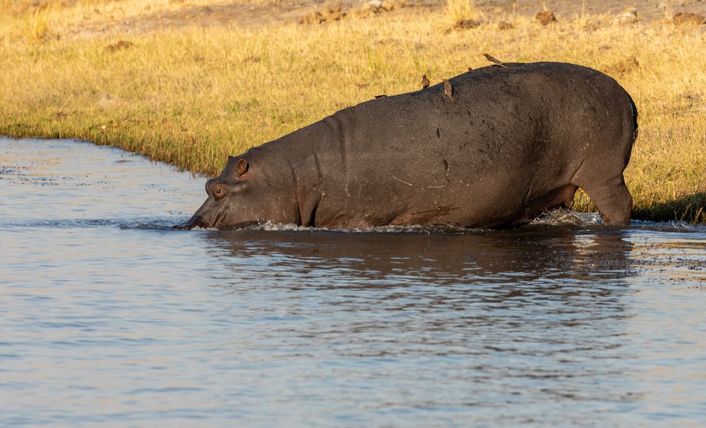 2019_09_Botswana