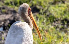 2019_09_Botswana