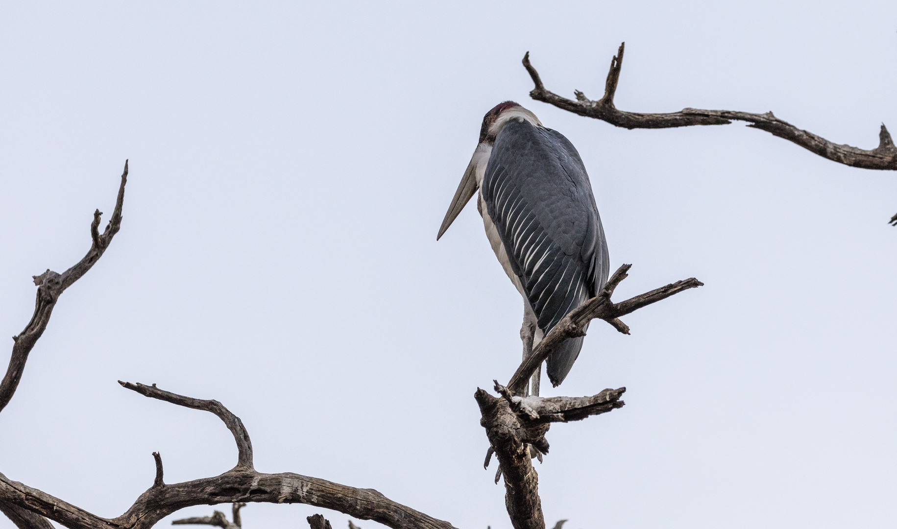 2019_09_Botswana