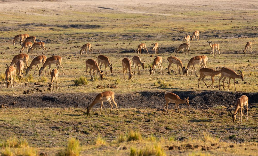 2019_09_Botswana