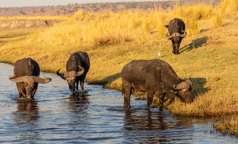 2019_09_Botswana