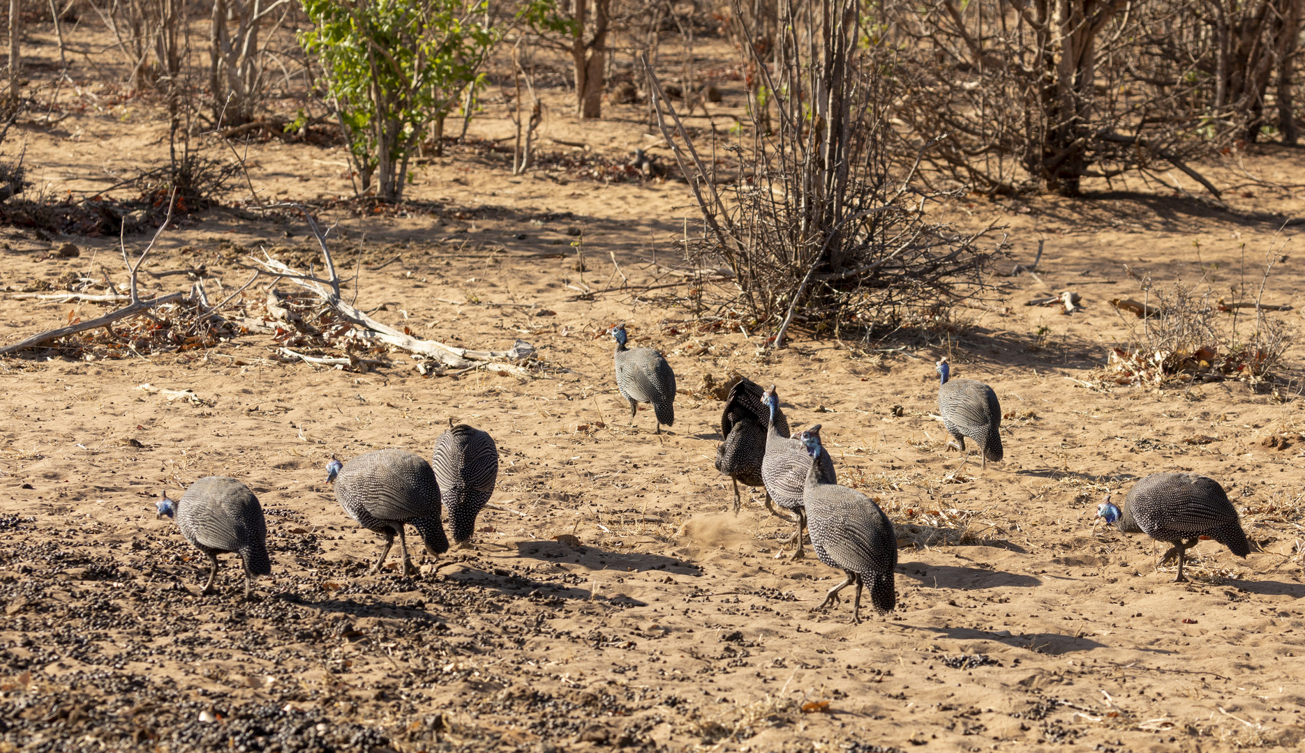 2019_09_Botswana