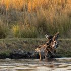 2019_09_Botswana