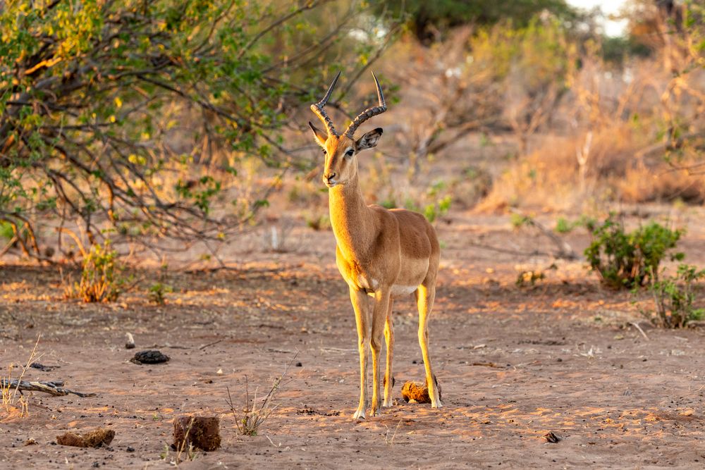 2019_09_Botswana