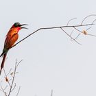 2019_09_Botswana_Namibia