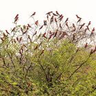 2019_09_Botswana_Namibia