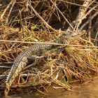 2019_09_Botswana_Namibia