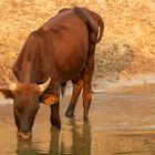 2019_09_Botswana_Namibia