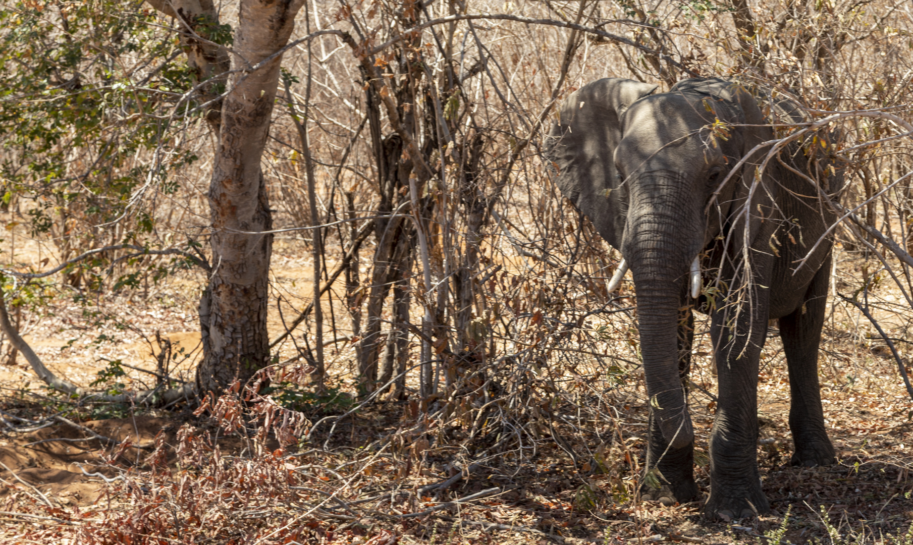 2019_09_Botswana_Zimbabwe