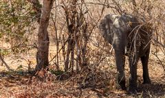 2019_09_Botswana_Zimbabwe