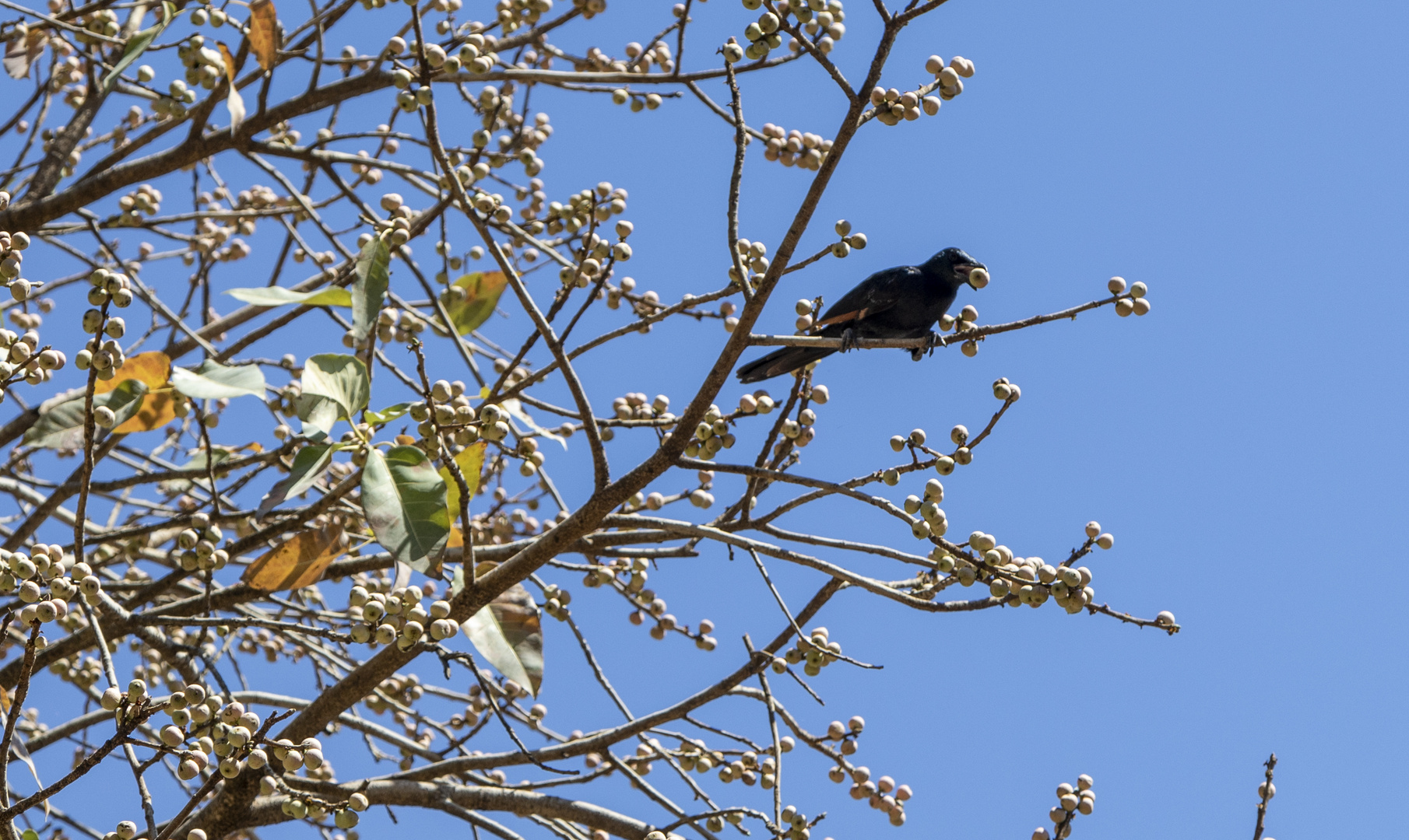 2019_09_Botswana_Zimbabwe