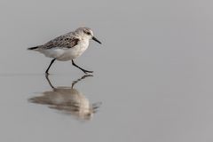 20191009 - St. Peter-Ording - _U8A1513