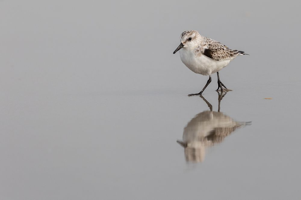 20191009 - St. Peter-Ording - _U8A1527