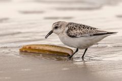 20191009 - St. Peter-Ording - _U8A1913